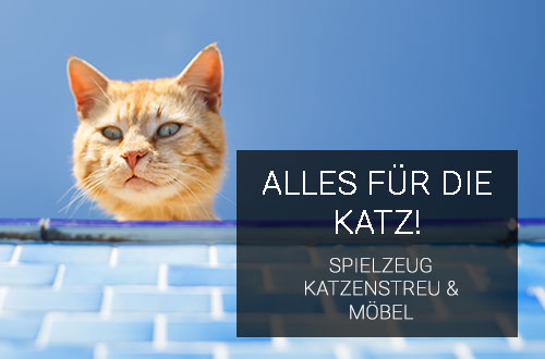 Katzen